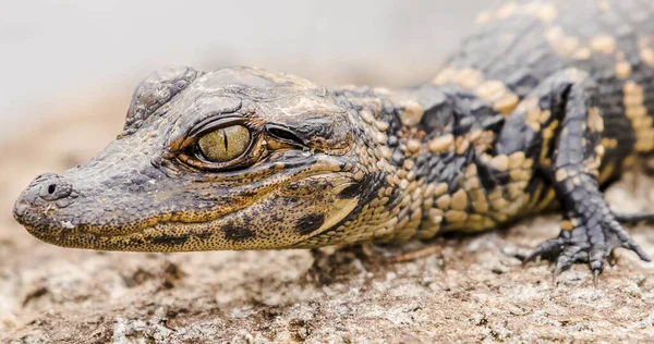 Egy Közeli Felvétel Egy Kis Krokodilról — Stock Fotó