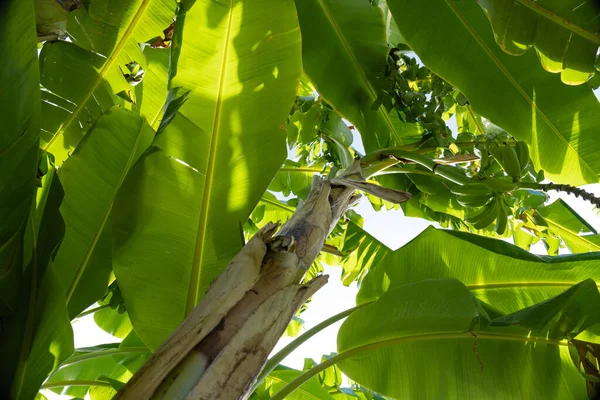 Ângulo Baixo Das Bananas Verdes Crescentes Árvore Jardim — Fotografia de Stock
