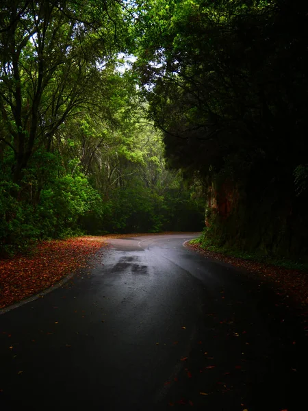 Yeşil Ağaçlarla Kaplı Ormanda Dikey Bir Yol Görüntüsü Yağmurdan Sonra — Stok fotoğraf