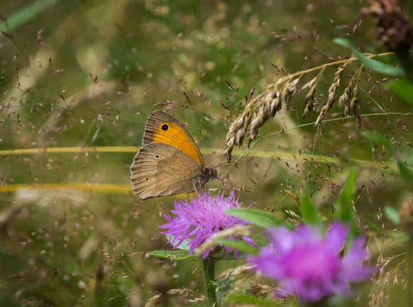Egy Közelkép Egy Pillangóról Egy Beebalm Virágon — Stock Fotó