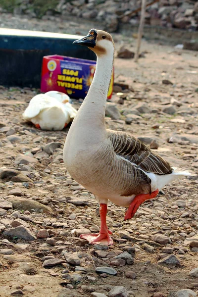 Eine Nahaufnahme Einer Gans — Stockfoto