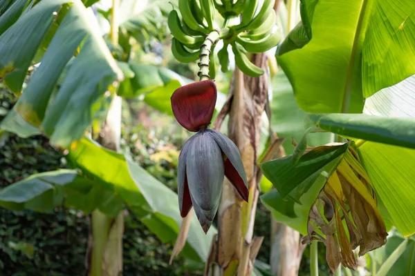 Крупним Планом Зростаючі Зелені Банани Дереві Саду — стокове фото