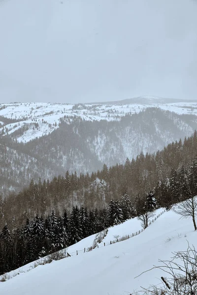 Een Verticaal Shot Van Een Winter Uitzicht Van Sparren Alle — Stockfoto
