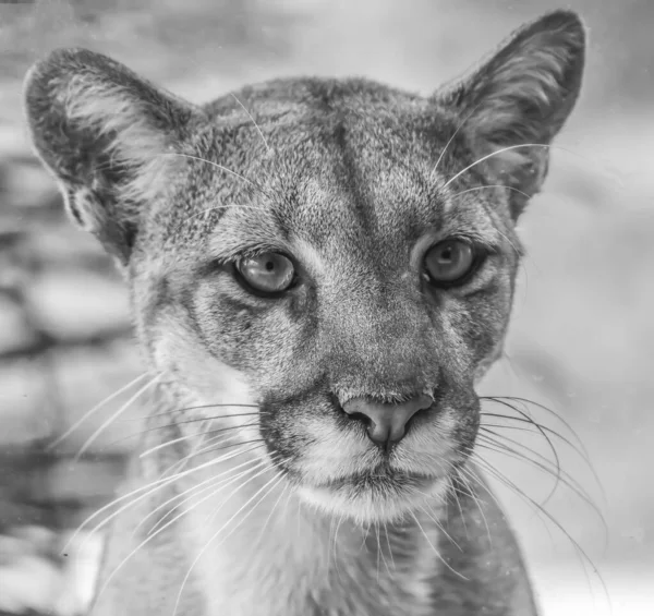 Grayscale Close Puma Animal — Stock Photo, Image