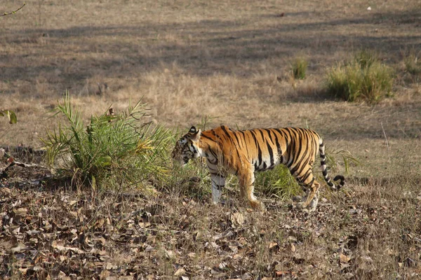 Tigre Dans Grand Champ Sec Plein Jour — Photo