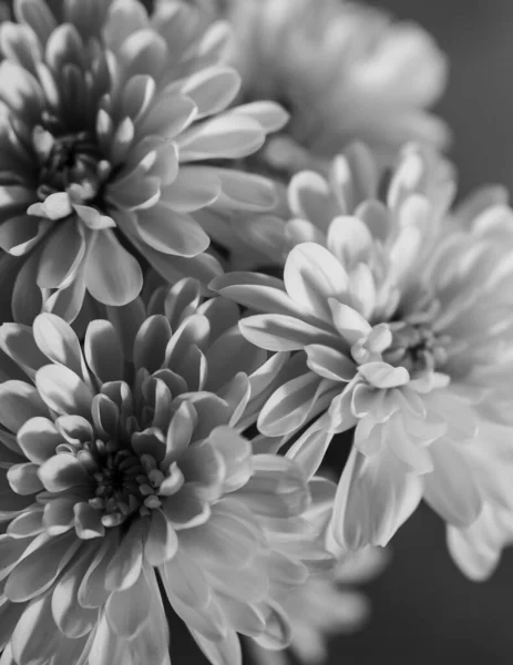 Plan Vertical Niveaux Gris Bouquet Fleurs Chrysanthème — Photo