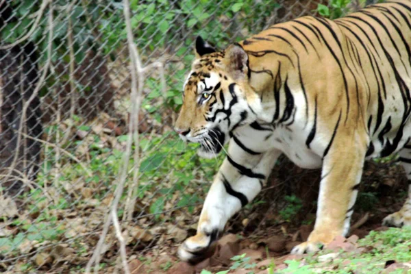 Tiro Perto Tigre Floresta — Fotografia de Stock