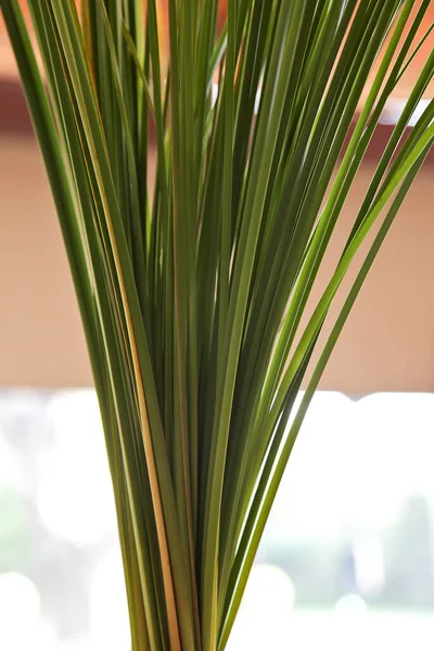 Vertical Closeup Bunch Green Plant Stems — Stock Photo, Image