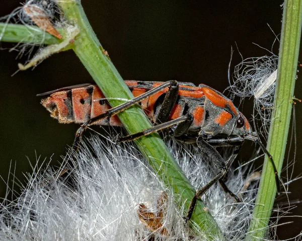 庭の赤い火の虫のクローズアップショット — ストック写真