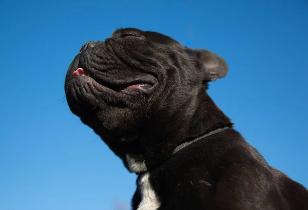 Tiro Close Bulldog Preto Bonito Olhando Para Céu — Fotografia de Stock