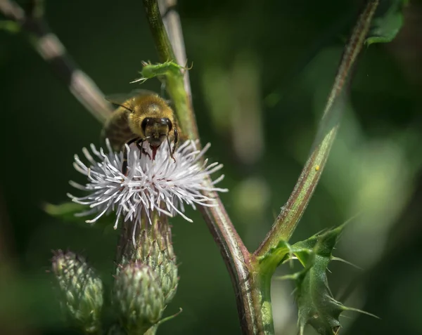 Ένα Κοντινό Πλάνο Μιας Μέλισσας Ένα Λουλούδι Μελισσών Βάλσαμο — Φωτογραφία Αρχείου