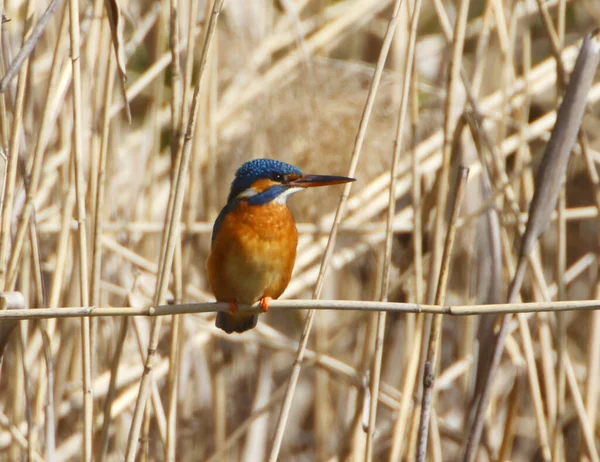 Een Close Van Een Gewone Ijsvogel Alcedo Die Een Twijg — Stockfoto