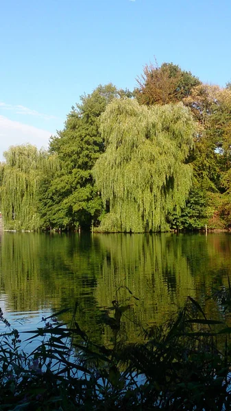 Eine Vertikale Aufnahme Wachsenden Grüns Spiegelt Sich Einem Klaren See — Stockfoto