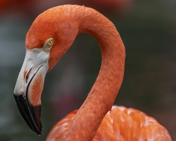 Tiro Close Flamingo Rosa — Fotografia de Stock