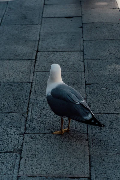 Portrait Seagull Sidewalk — Stock Photo, Image