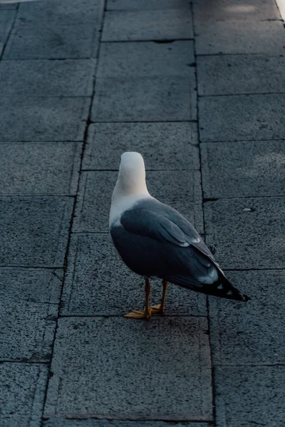 歩道のカモメの肖像画 — ストック写真