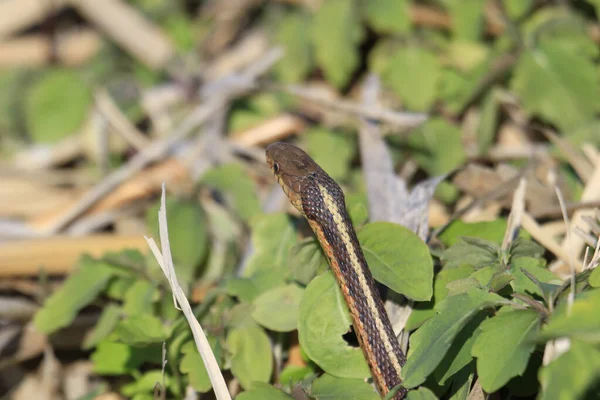Közelkép Egy Kis Kígyóról Zöld Levelek Közelében — Stock Fotó