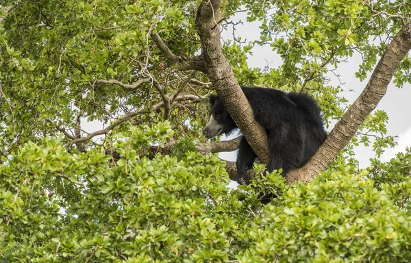 Азійський Чорний Ведмідь Сидить Дереві — стокове фото