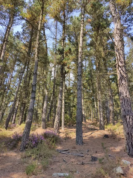 Utsikt Över Skog Med Höga Träd — Stockfoto