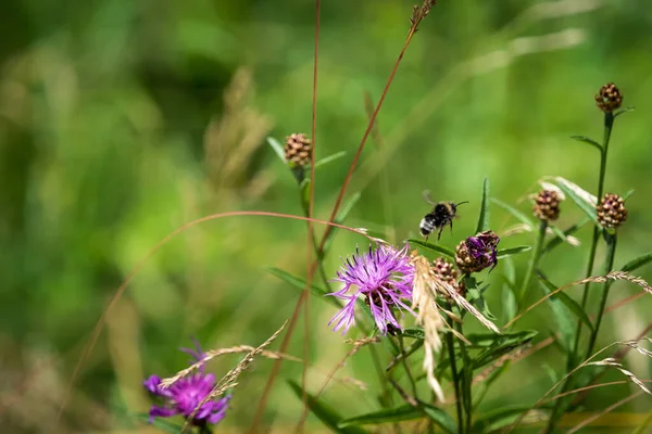 Крупный План Пчелиных Цветов — стоковое фото