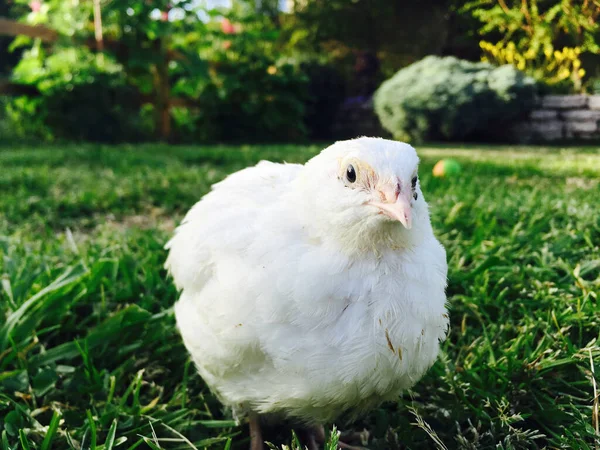 Tiro Perto Uma Galinha Branca Jardim — Fotografia de Stock