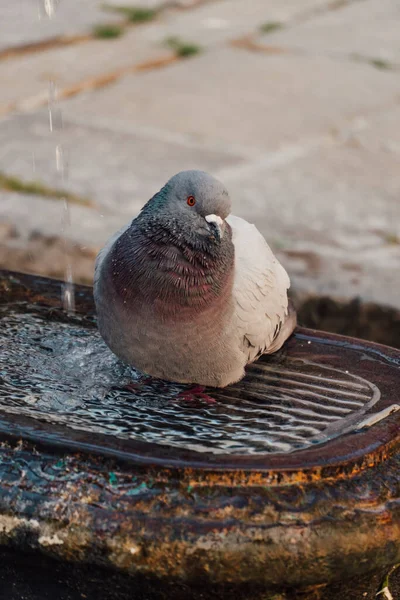 Una Linda Paloma Refrescante Con Agua Acera — Foto de Stock