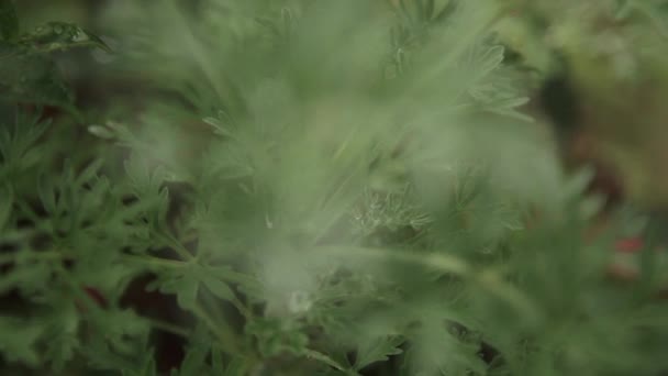 Groene Bladeren Flora Gebladerte — Stockvideo