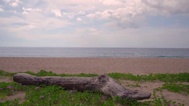 美丽的落日洒落在沙滩上 伴随着大海 云彩和天空 夏日来临 — 图库视频影像