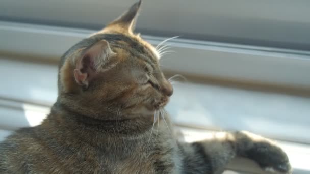 Kočka Sedí Okně — Stock video