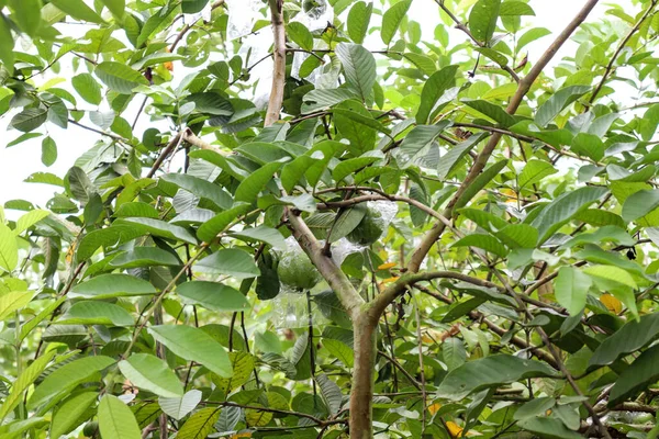 Banane Aux Fruits Verts Dans Jardin — Photo