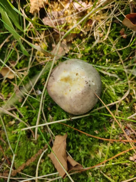 Une Vue Dessus Une Pomme Terre Sur Sol — Photo