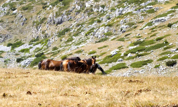 Grupo Cavalos Selvagens Campo Nas Colinas Dia Ensolarado Campo — Fotografia de Stock