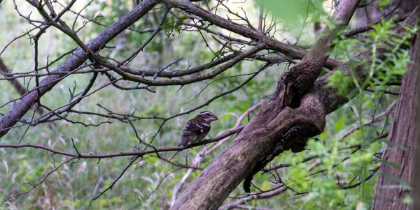 Tiro Close Pequeno Pássaro Marrom Empoleirado Galho Árvore Floresta — Fotografia de Stock