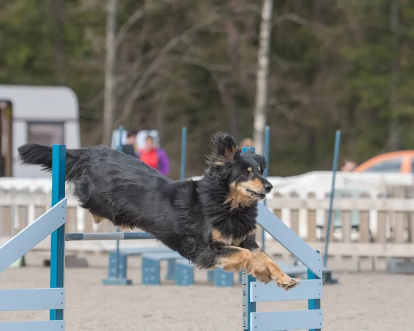 敏捷性のハードルを飛び越えるホバート犬のクローズアップ — ストック写真