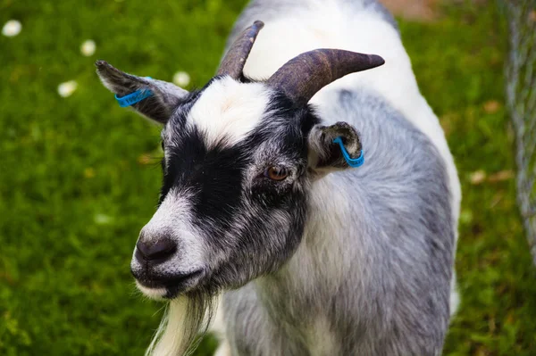 Primer Plano Una Cabra Pastos Verdes — Foto de Stock