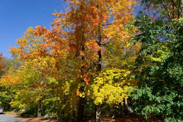 Una Vista Panorámica Los Árboles Cubiertos Hojas Colores Bosque Durante —  Fotos de Stock