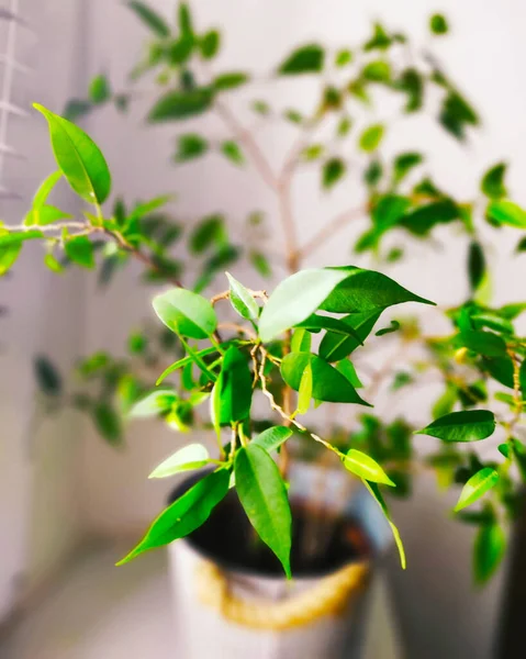 창턱에 기포푸른 식물을 수직으로 클로즈업 — 스톡 사진