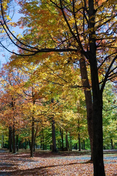 Plano Vertical Árboles Cubiertos Hojas Colores Bosque Durante Otoño —  Fotos de Stock