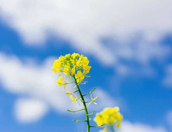 Närbild Bild Gul Rapsblomma Suddig Himmel Bakgrund — Stockfoto