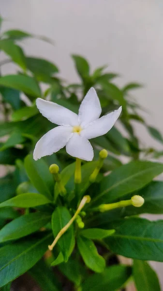 Egy Függőleges Felvétel Gyönyörű Fehér Aromás Jázmin Virágról Kertben — Stock Fotó