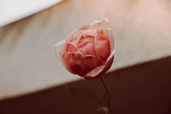 Close Uma Bela Flor Rosa Aromática Sonhadora Jardim — Fotografia de Stock