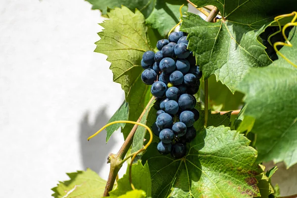 Selective Focus Shot Ripening Black Grapes — Stock Photo, Image