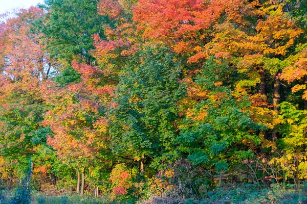 秋の森の紅葉に覆われた木々の絶景 — ストック写真