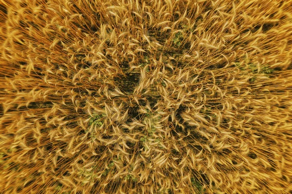 Верхний Вид Пшеницы Поле Дневном Свете Сельской Местности — стоковое фото
