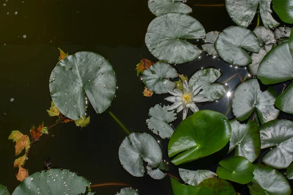 Beautiful Shot Water Lilies — Stok Foto