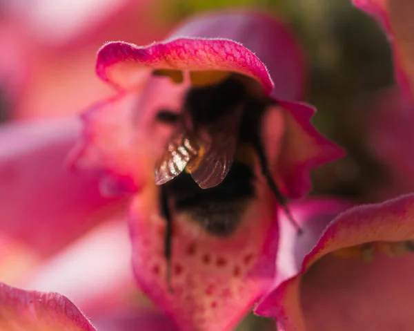 Closeup Shot Bug Dendrobium Orchids — Stock Photo, Image