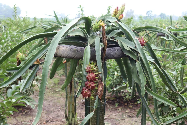 Plante Fruits Dragon Avec Des Fruits Mûrs Dans Champ Montagne — Photo