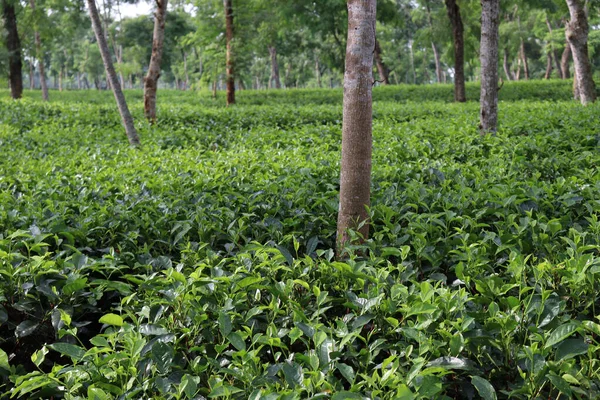 Зеленые Листья Чая Поле Фермы — стоковое фото