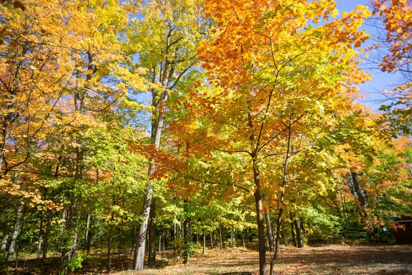 Una Vista Panorámica Los Árboles Cubiertos Hojas Colores Bosque Durante —  Fotos de Stock