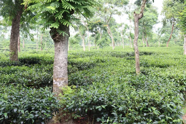 Folhas Chá Cor Verde Campo Fazenda — Fotografia de Stock